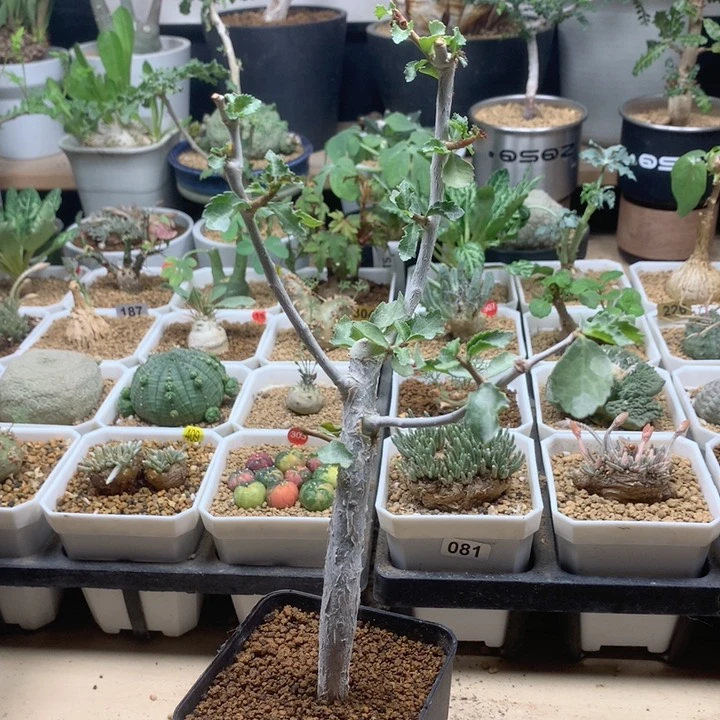 怀特没橄榄实生带盆