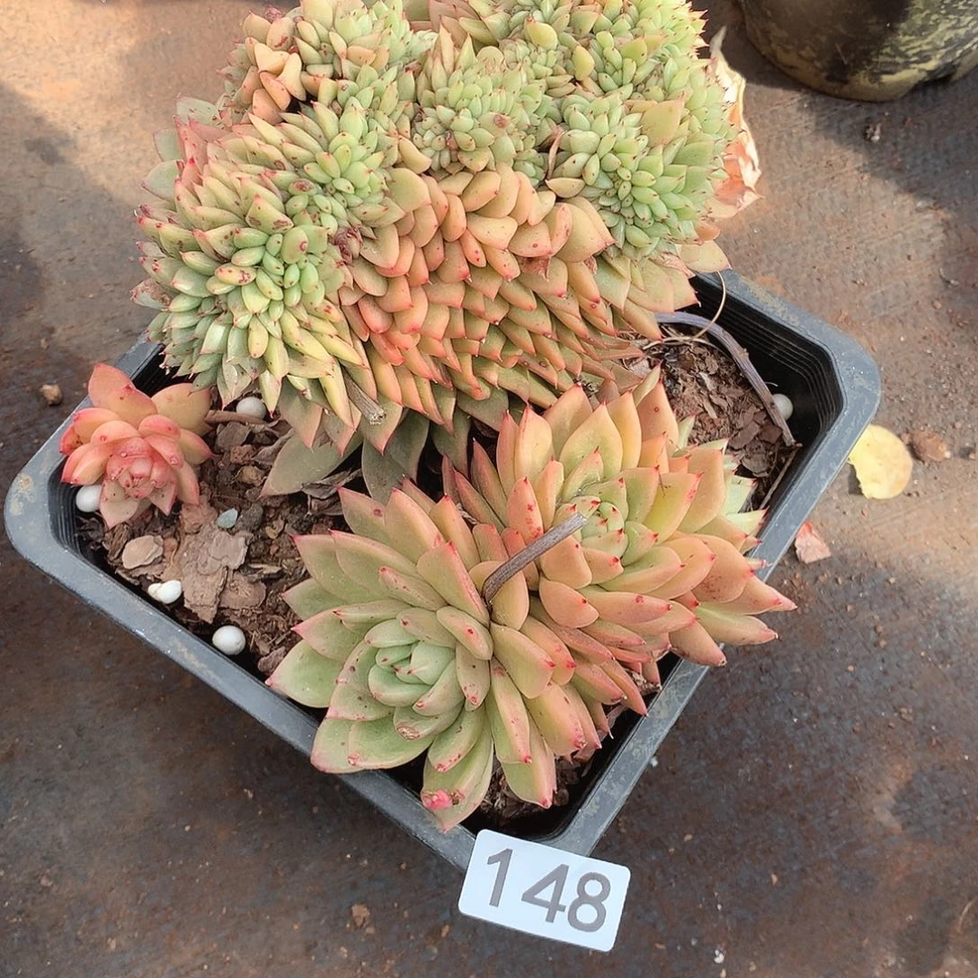 148缀化 一物一拍多肉