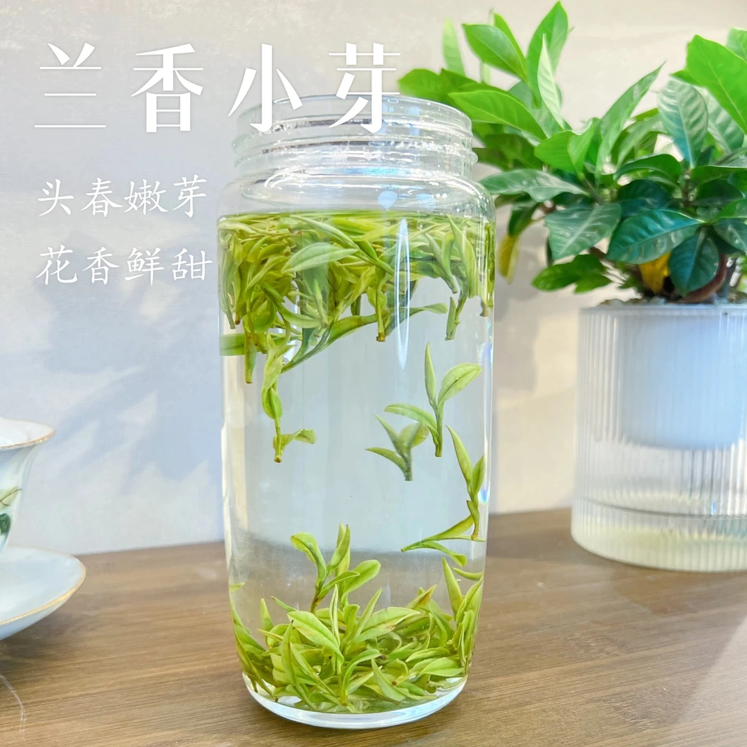 【昆铜兰香小芽A16】2025年新茶安吉白茶昆铜核心产区高山小芽