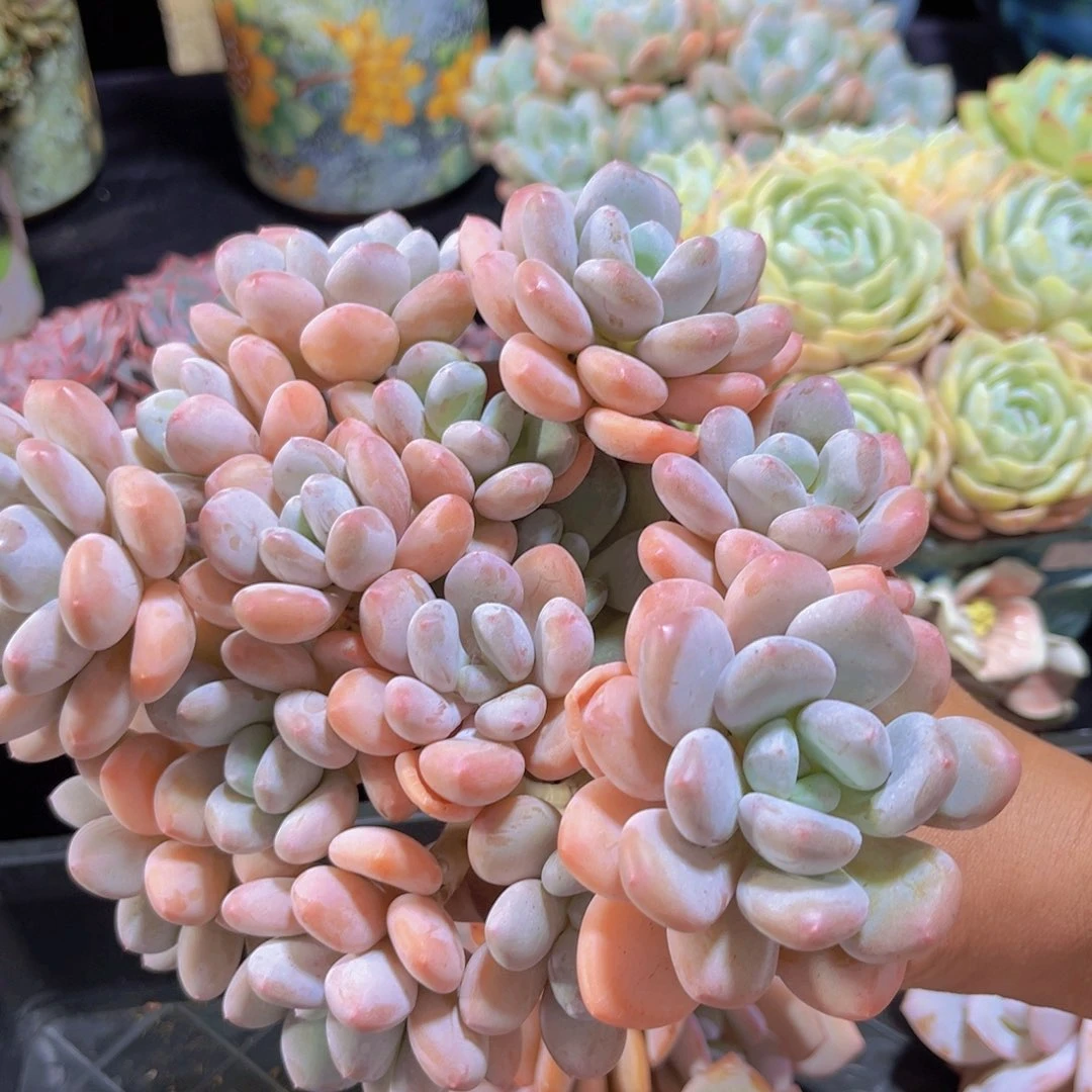 完全开放三明治老桩