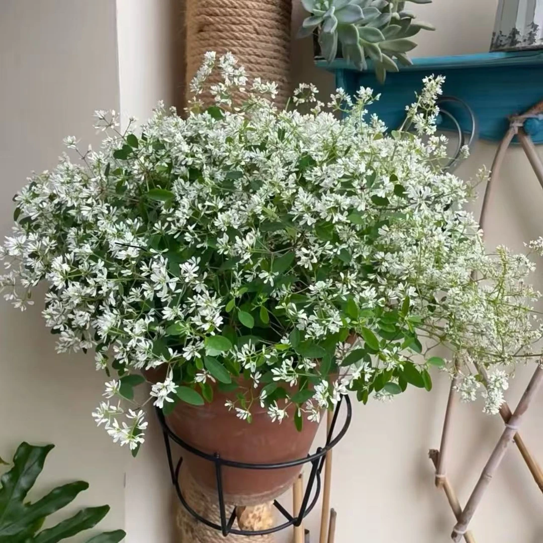 飘雪盆栽庭院阳台爆花强花卉新手易养护耐热耐寒