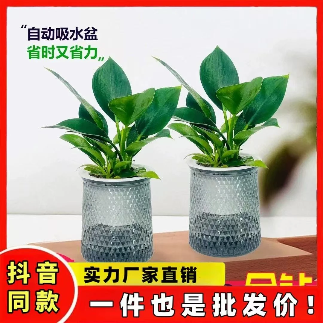 【买一送yi】金钻盆栽绿萝花卉植物室内花水培绿植多肉好养吸除甲醛