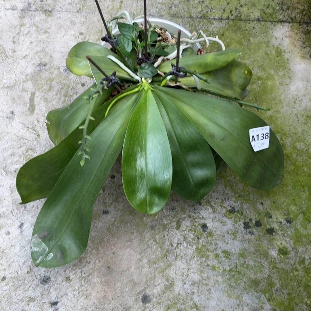 当前无花朵，栽培后可花朵A138盾交米库氏十二花剑苗株