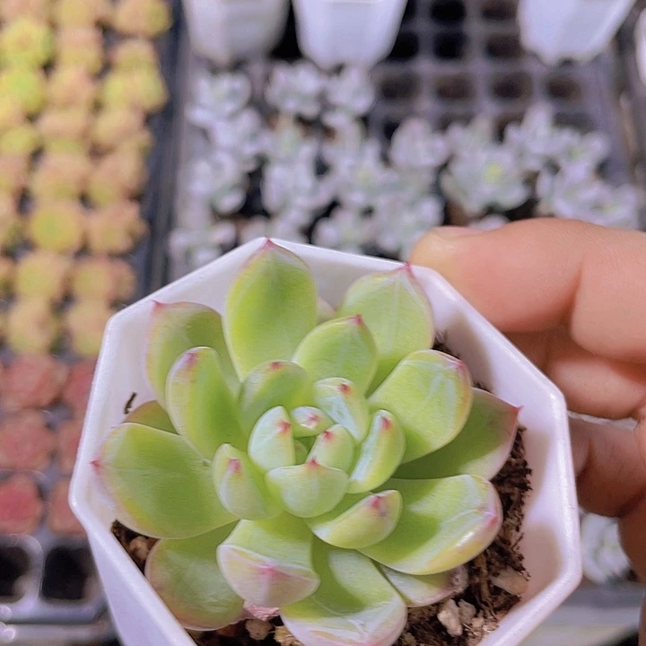 雪花珍妮【满10颗包邮】