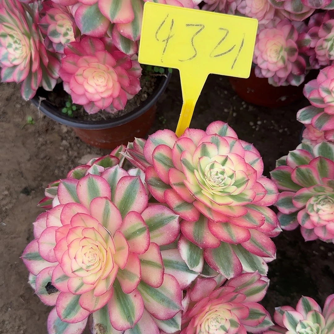 4321---倾城多头多肉