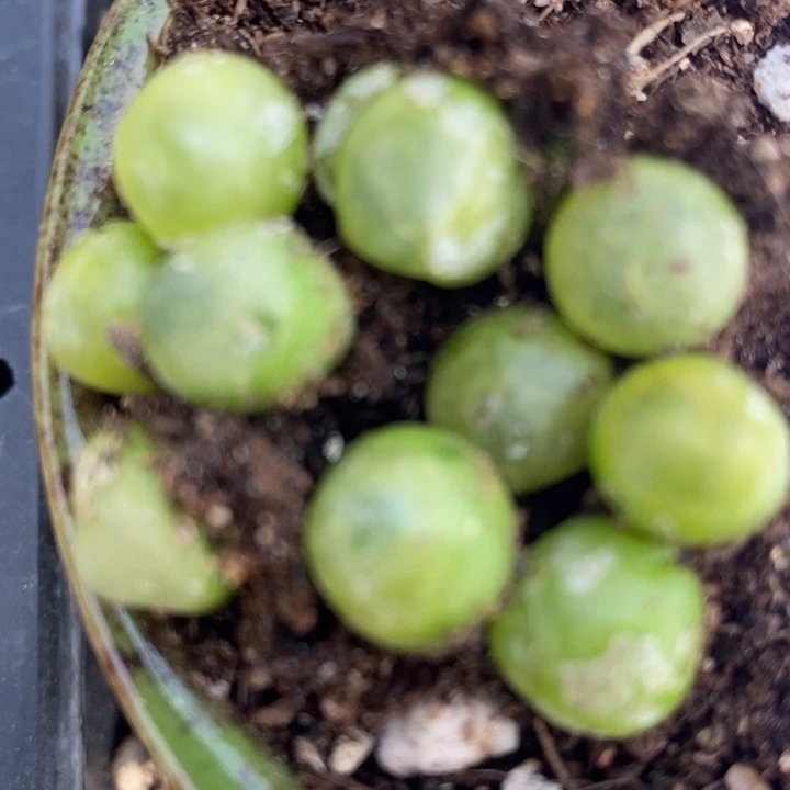 445拉登一颗0.8-1厘米买2送1