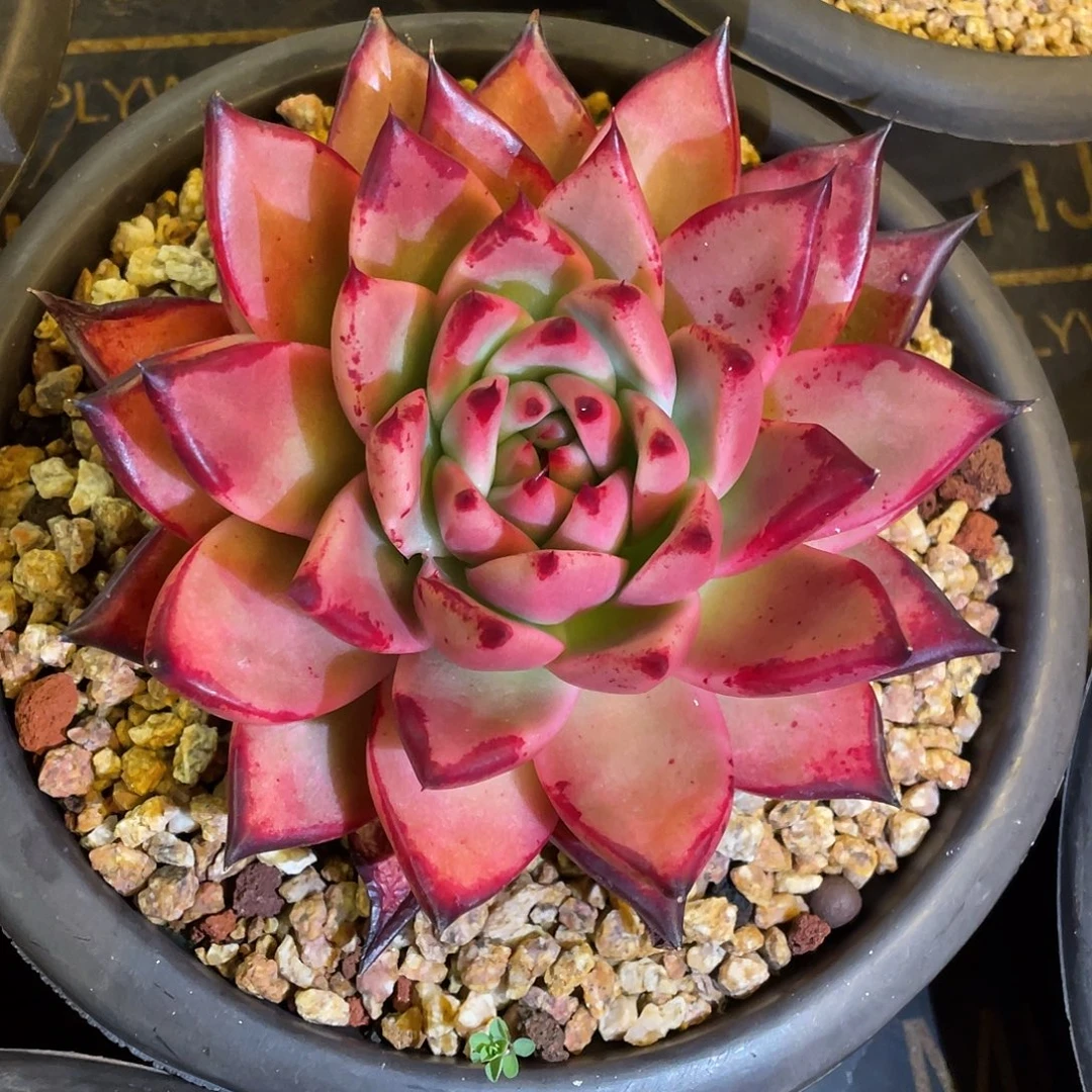 多肉植物一物一拍