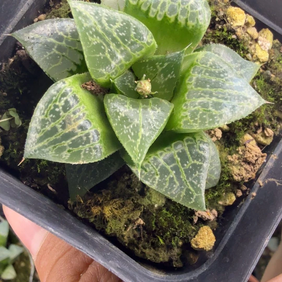 小****e多肉植物多肉植物