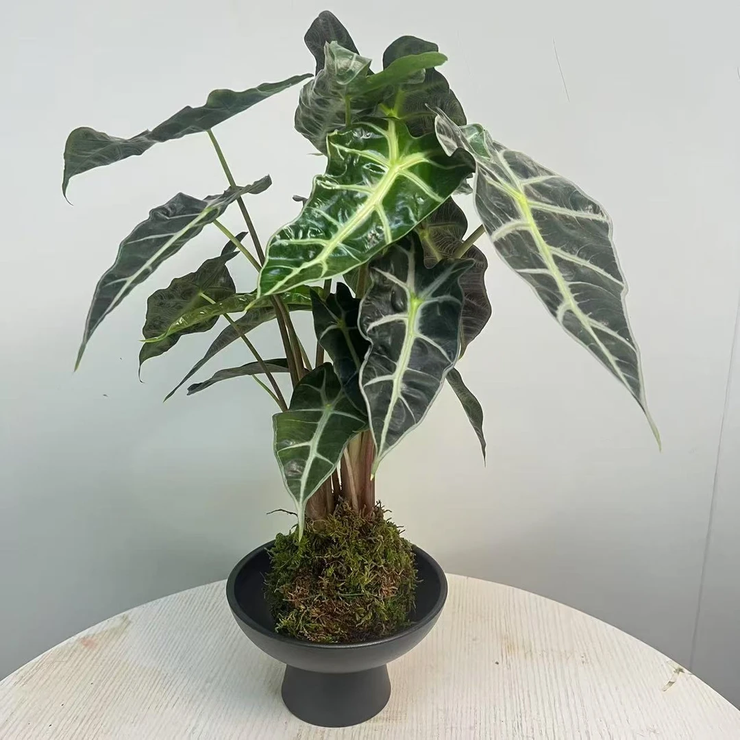 【苔藓球大仙女】室内植物净化空气吸甲醛绿植茶桌办公桌摆放