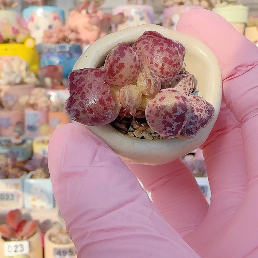 L 猫耳海豹 盆口3cm