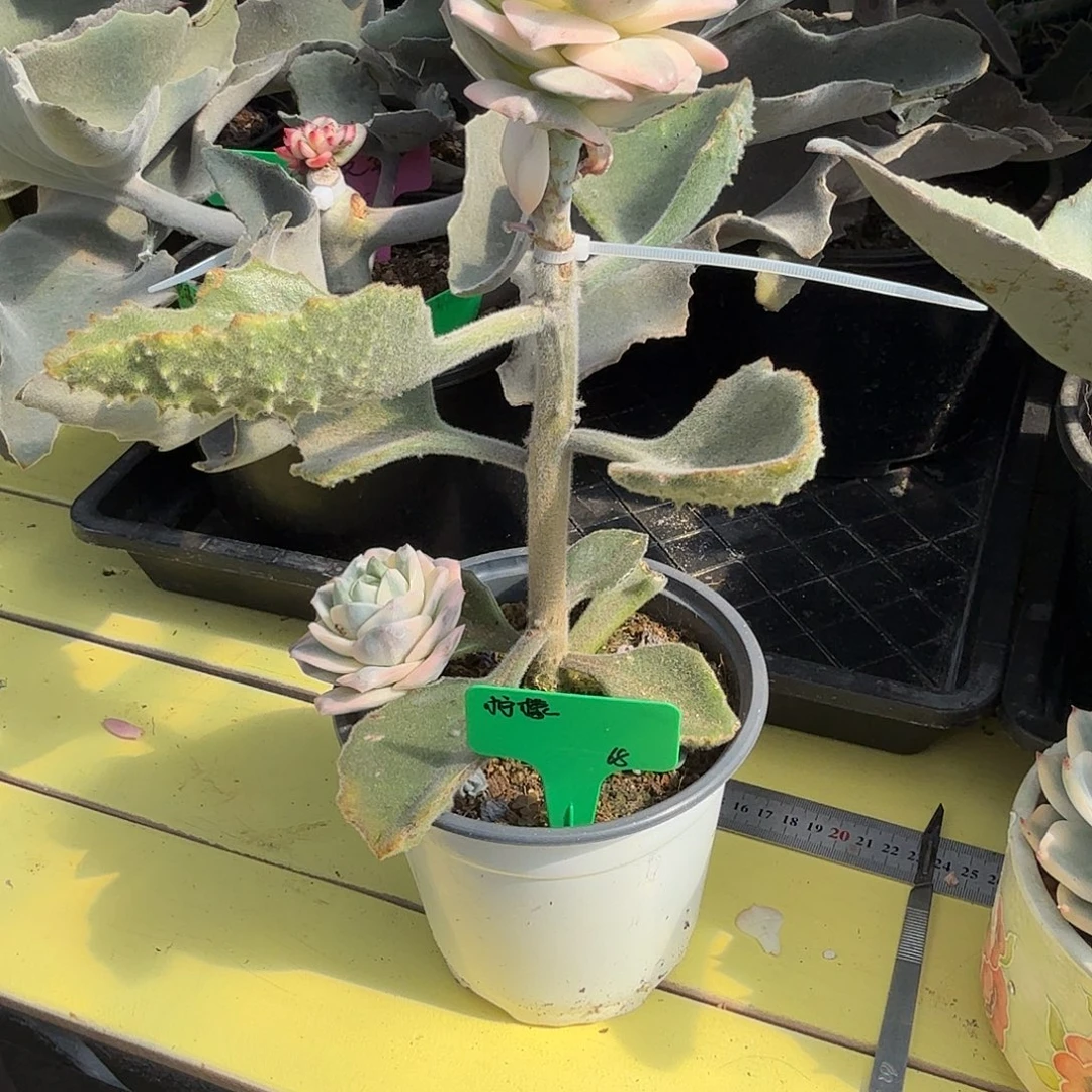 柠***肉可爱玫瑰锦，多肉植物