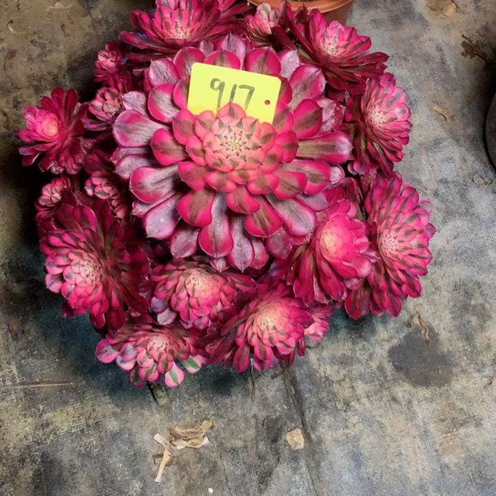 917红铜白多肉一物一拍～