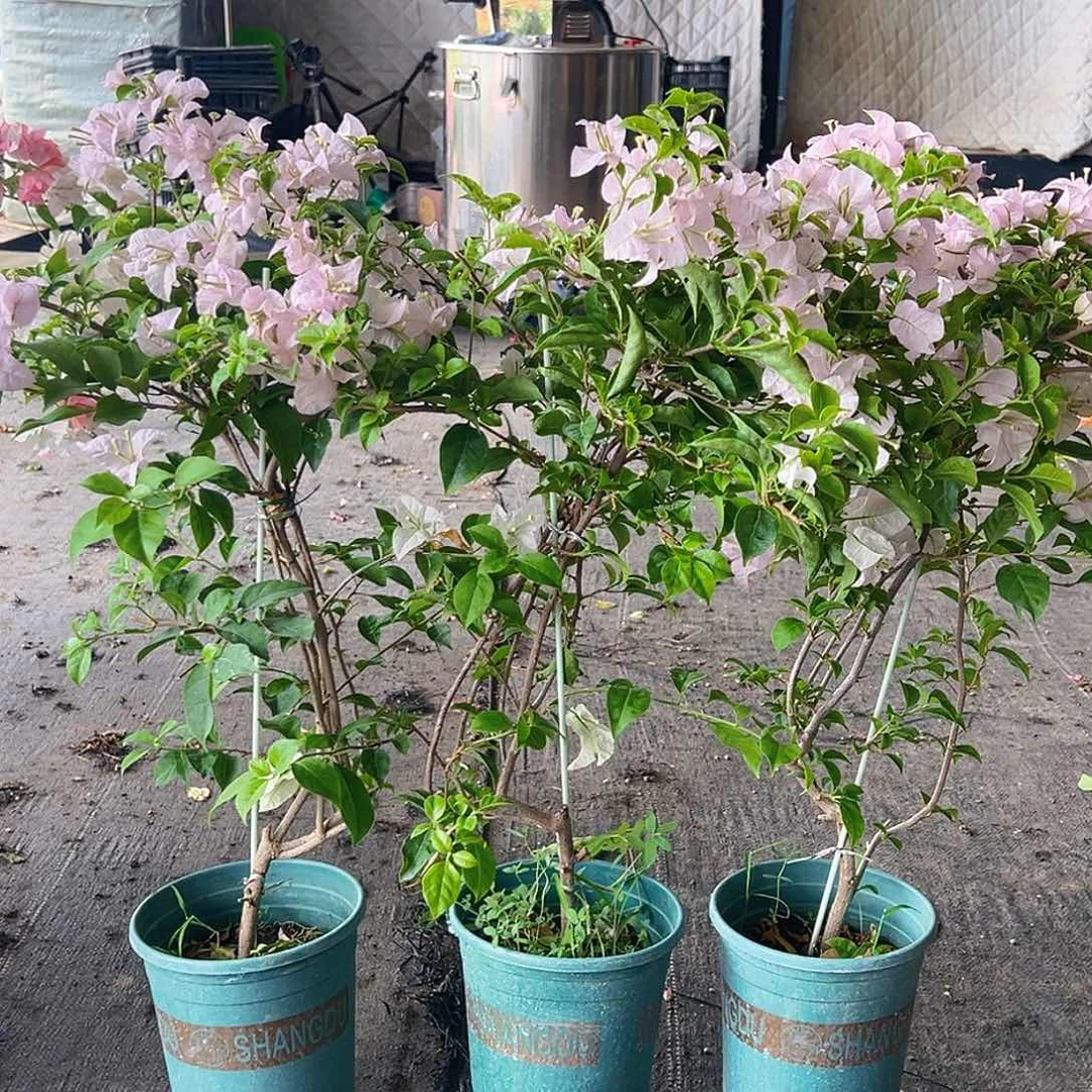 当前无花栽培后可以开花苹果花带竹一颗