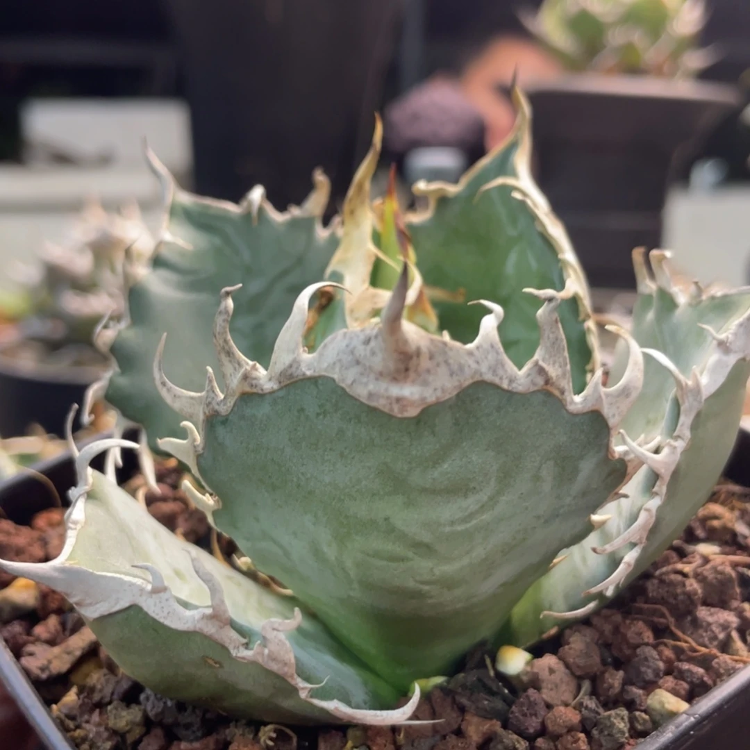 籃皮野二300000000000