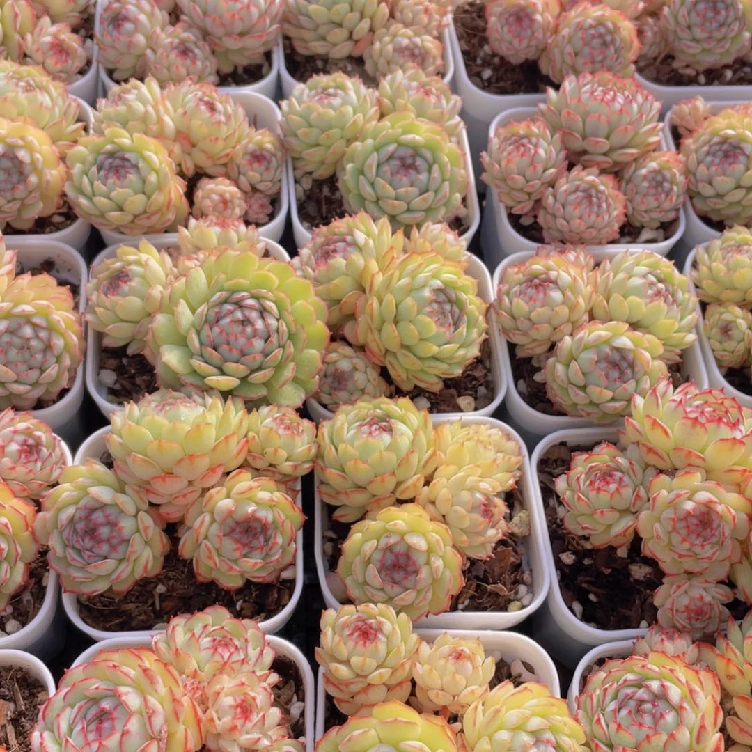 量拍12号 小红船小红p群生一个