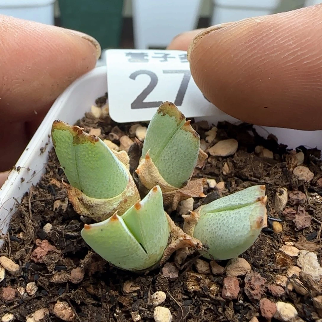 蟹钳带土发货。