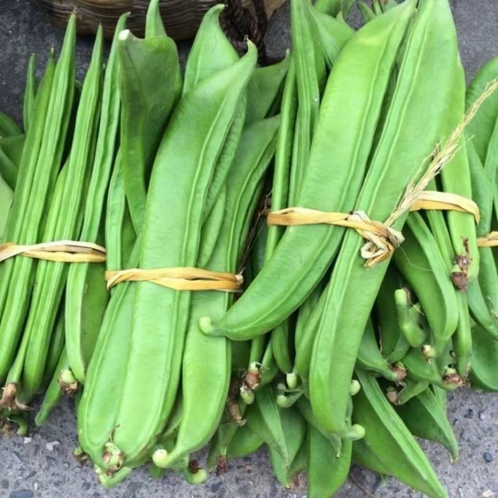 农家自种刀豆新鲜美味做酸菜绝佳时令蔬菜
