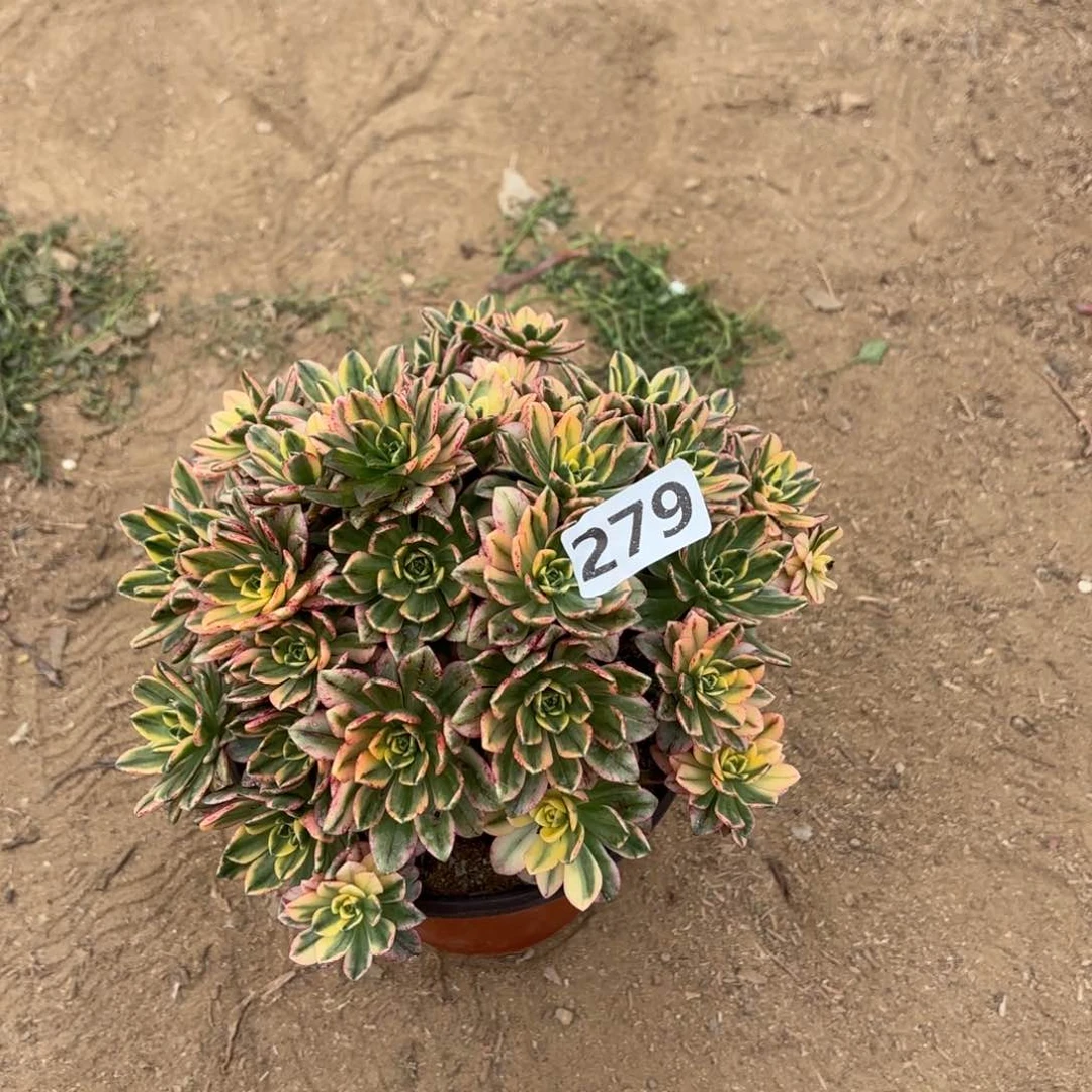 279甜茶多肉不包损