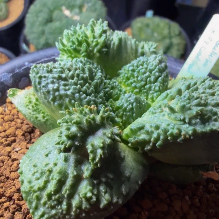 未来的超级爆炸血怒哥