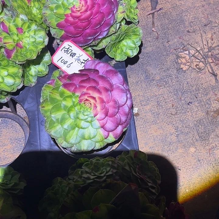 段***）精品多肉植物1006知否组合