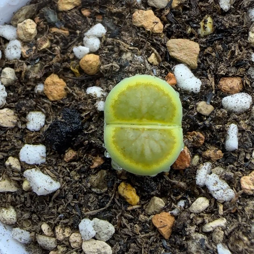 绿菊生石花大棚直播200