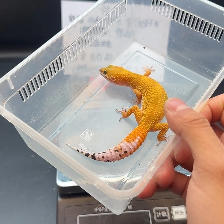 豹纹守宫蜜橘妹妹