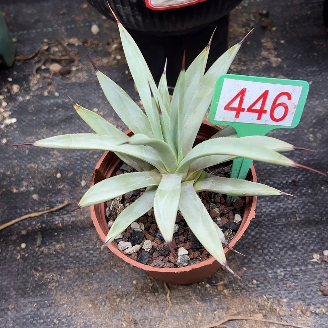 冥王龙舌兰系列龙舌兰小