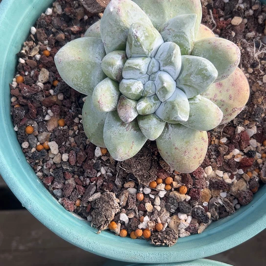 一物一拍拇指1618