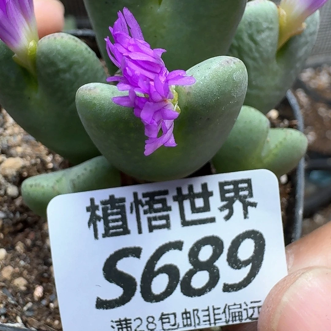 多肉植物的润泽egg