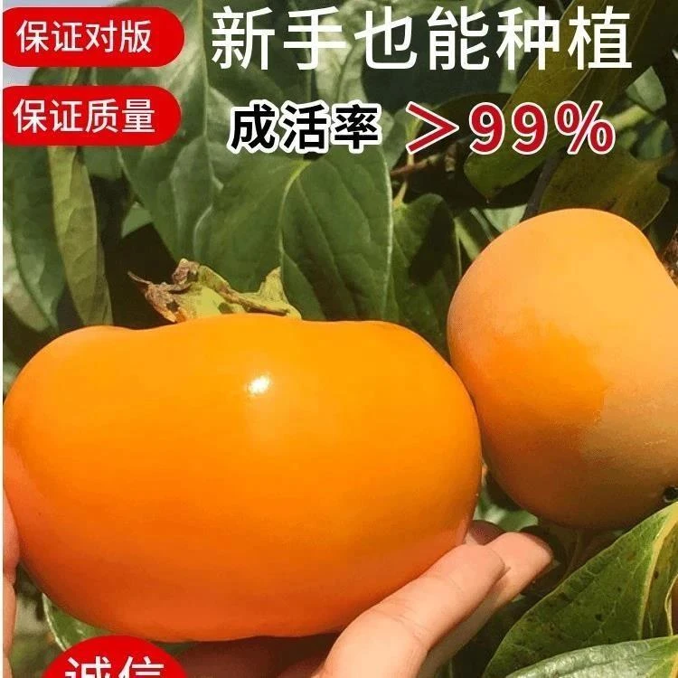 嫁接太秋甜柿子树苗阳丰脆柿子庭院盆栽南北方种植果树苗耐寒带土