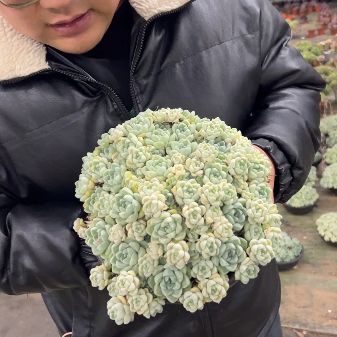 厚叶月影手捧带盆土