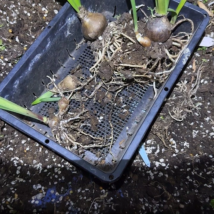 混球朱顶红一组  不包品种