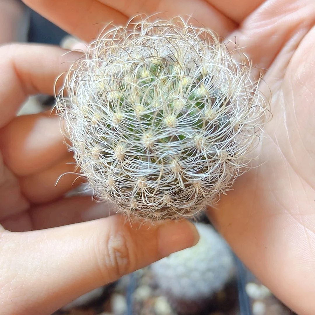 实生混合玉4.7公分含刺