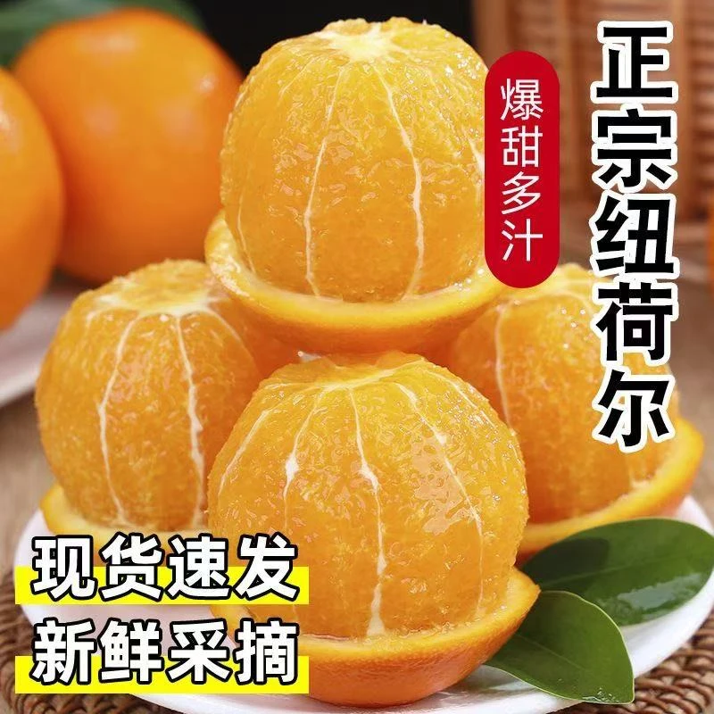 湖北正宗高山纽荷尔脐橙买五斤送五斤带箱十斤
