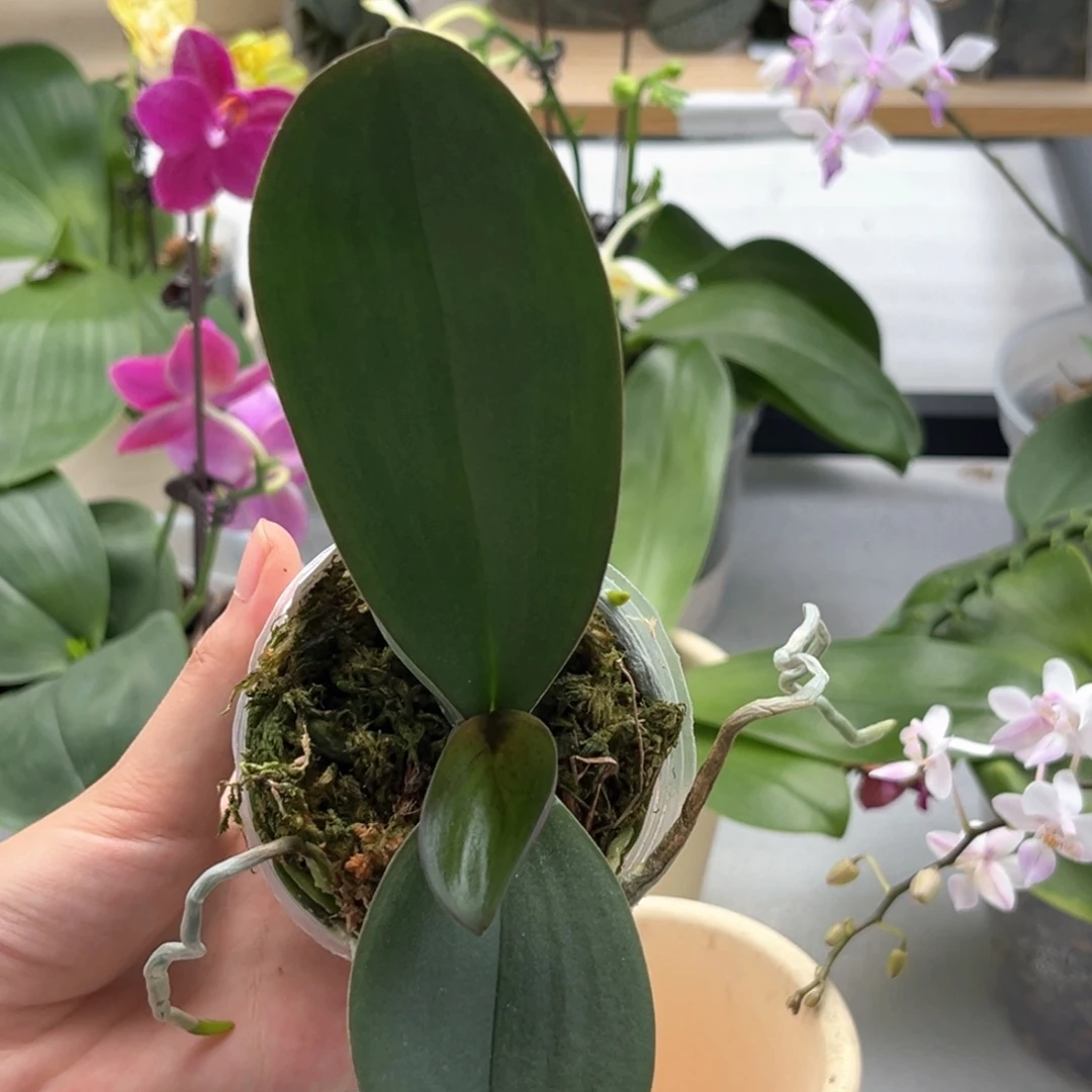 无花朵2.5寸大理石巧克力苗