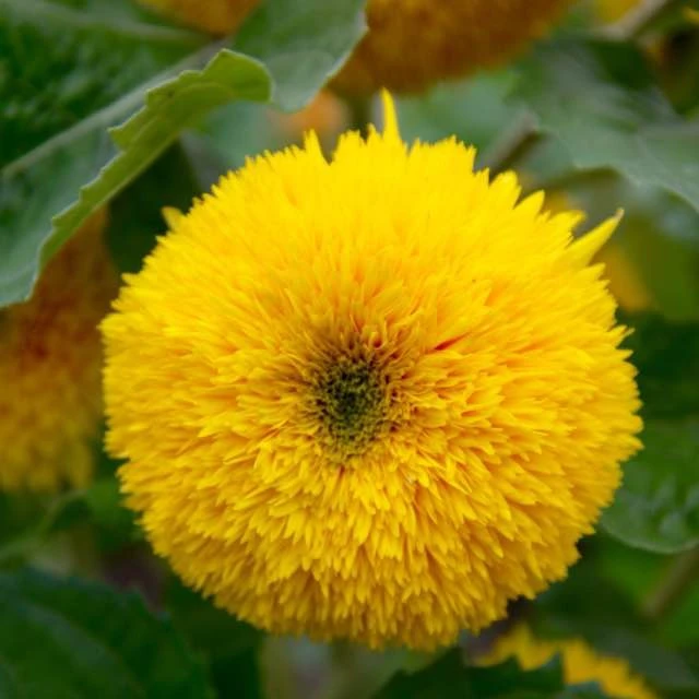 muhabbat gaziri uruk 5giram  向日葵花种子 5克装