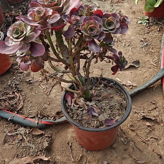 魅金玫瑰加急发货30