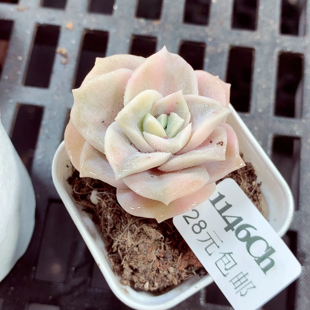 5厘米盆精控多肉1146