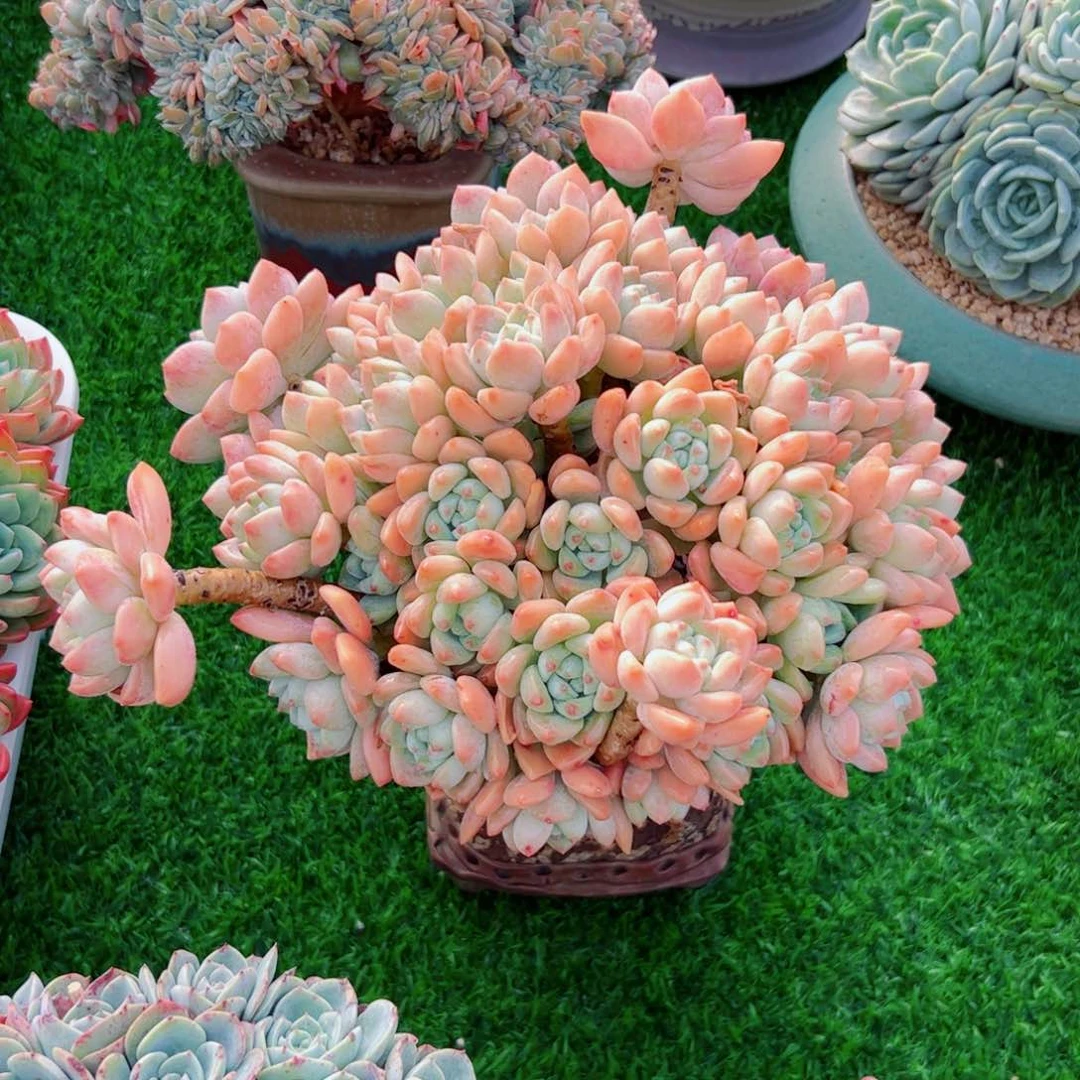 露凝香的多肉植物