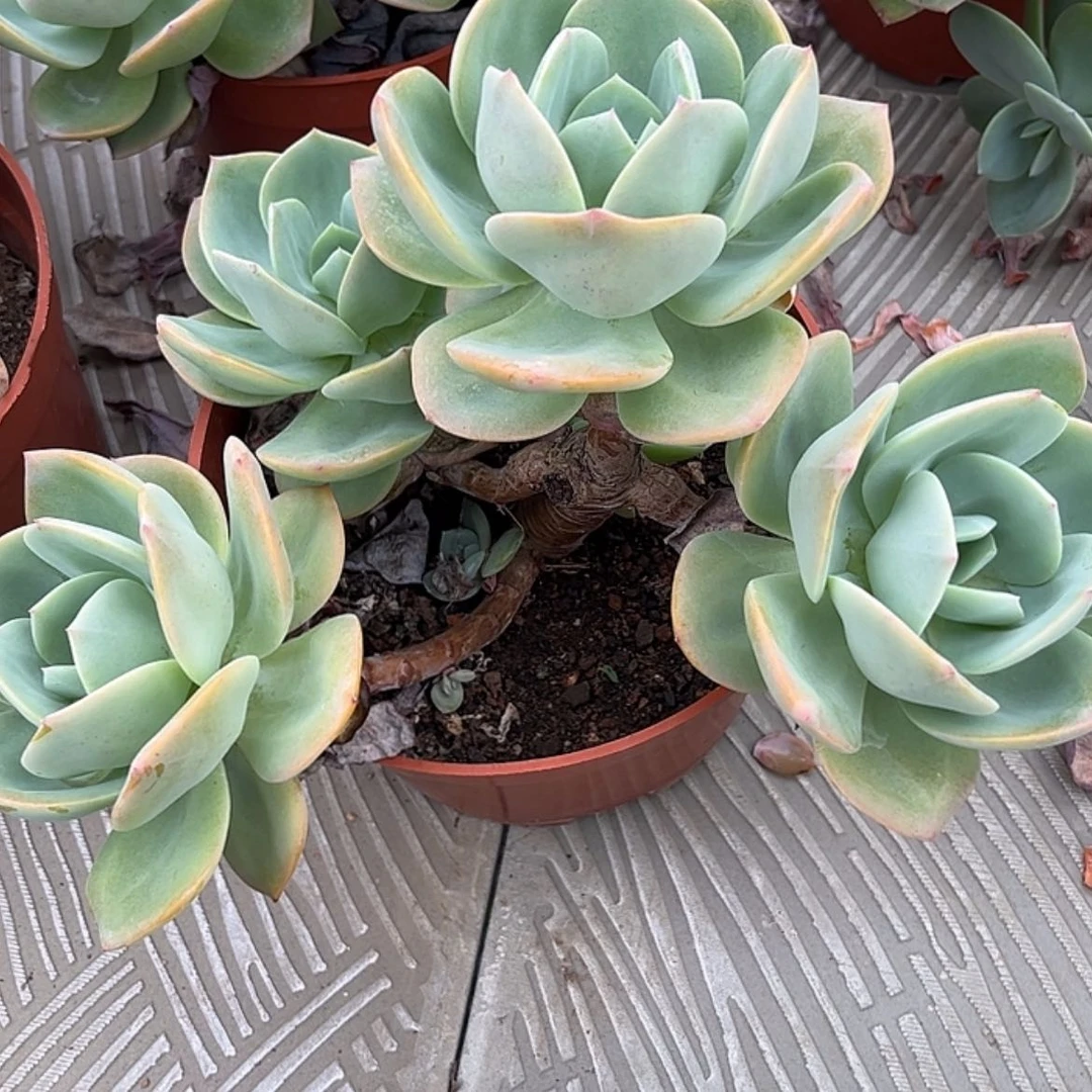 【闪购商品】无花朵格***零