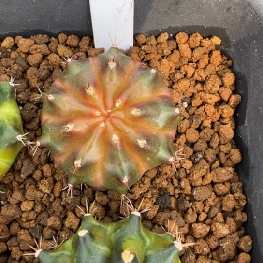 53-0121泰国发货多肉