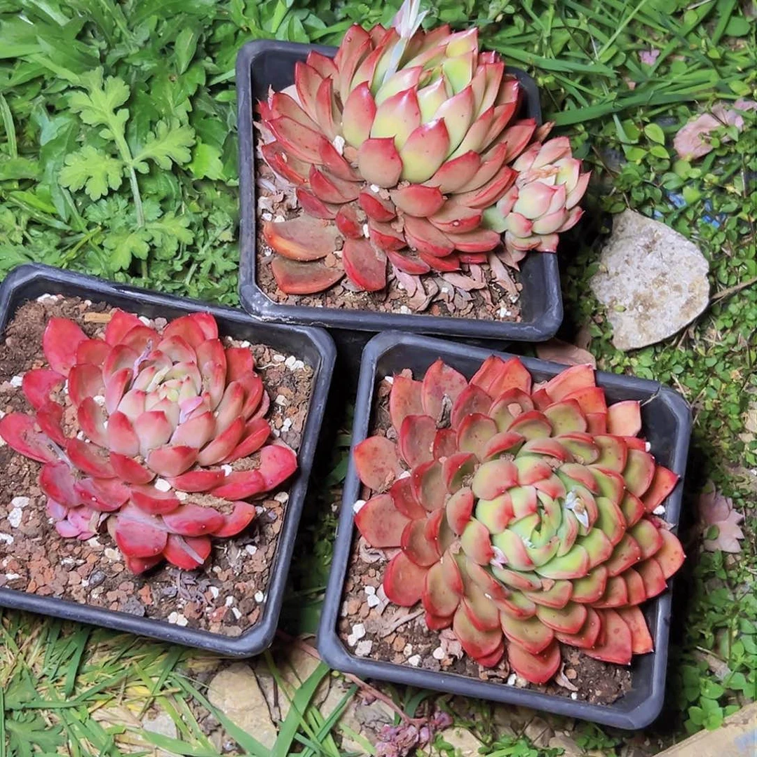 认不到多肉3颗，基地直发