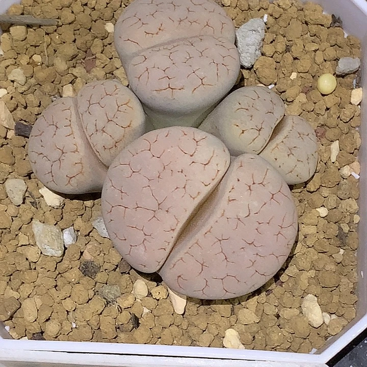精品多肉植物c189