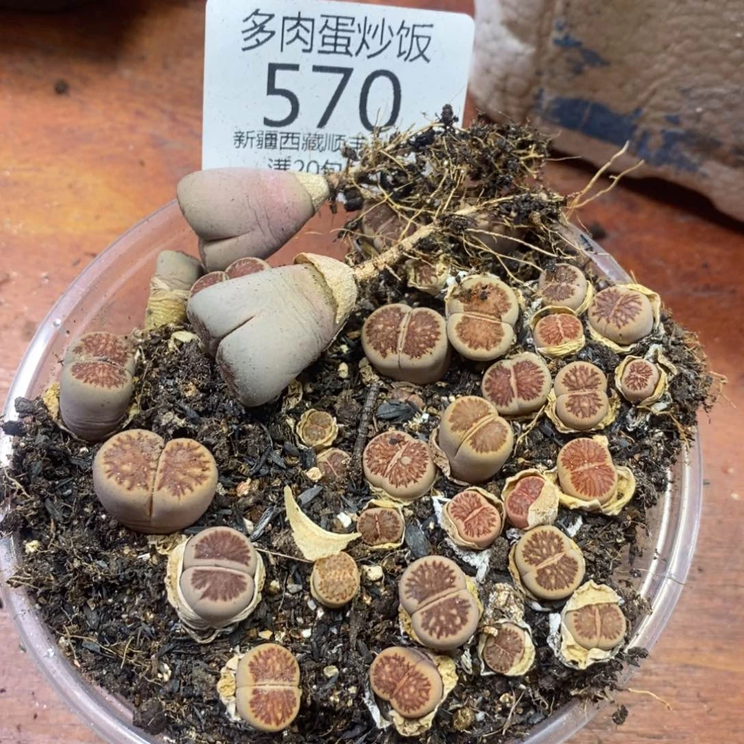 嘿***菜多肉蛋炒饭，感谢您相伴570