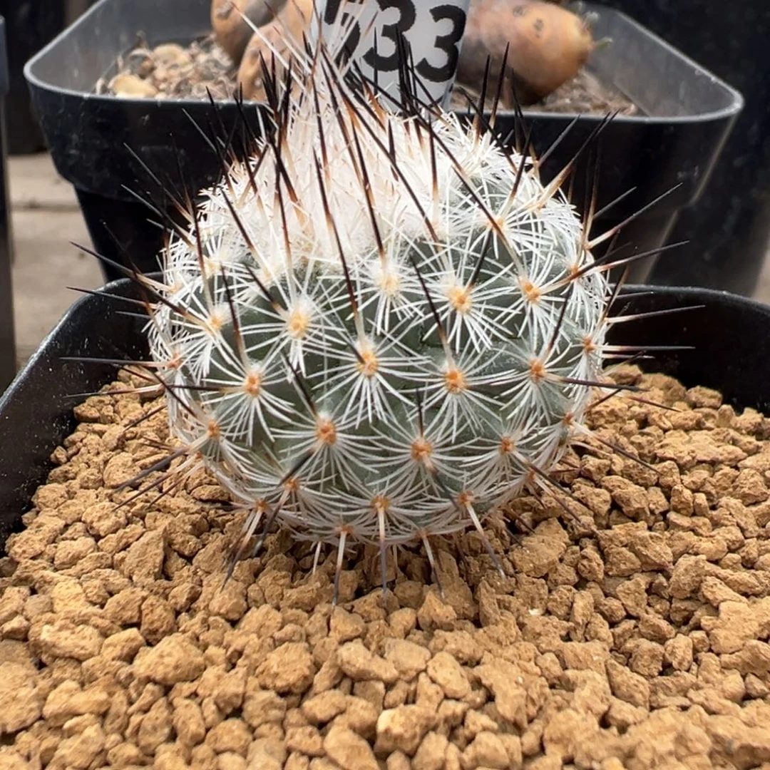 533实生根赤花美针玉多肉植物带盆土