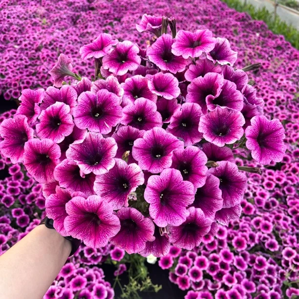 大盆重瓣牵牛盆栽花卉苗多年生四季开花阳台庭院花园垂吊四季开花