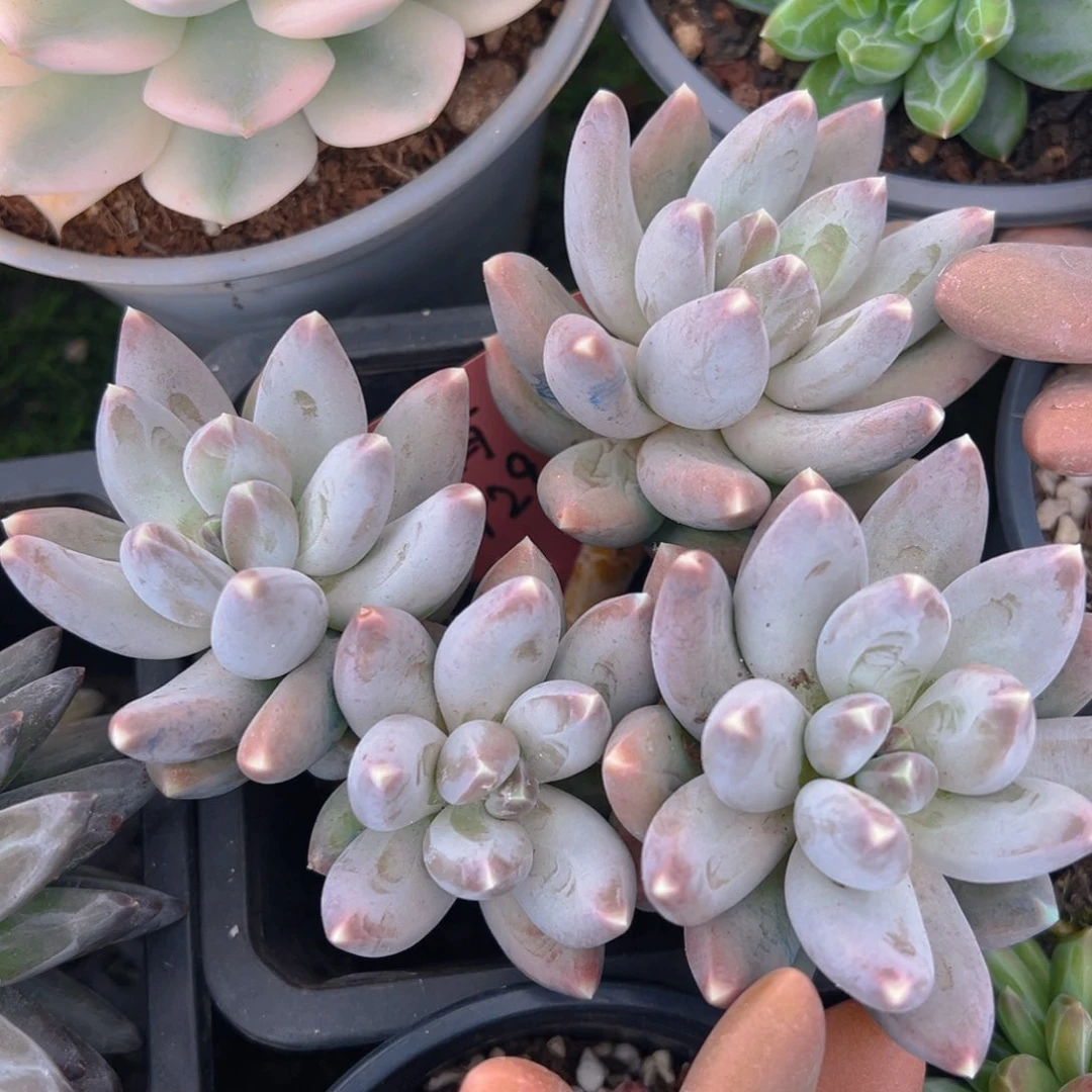 福利来啦打榜啦打榜啦