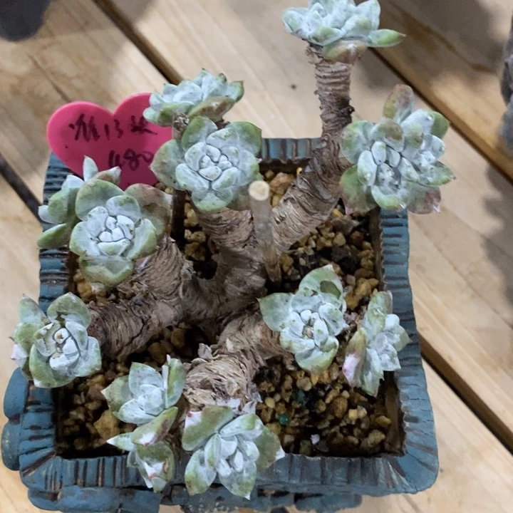 玫瑰叶苹果叶寄养，华