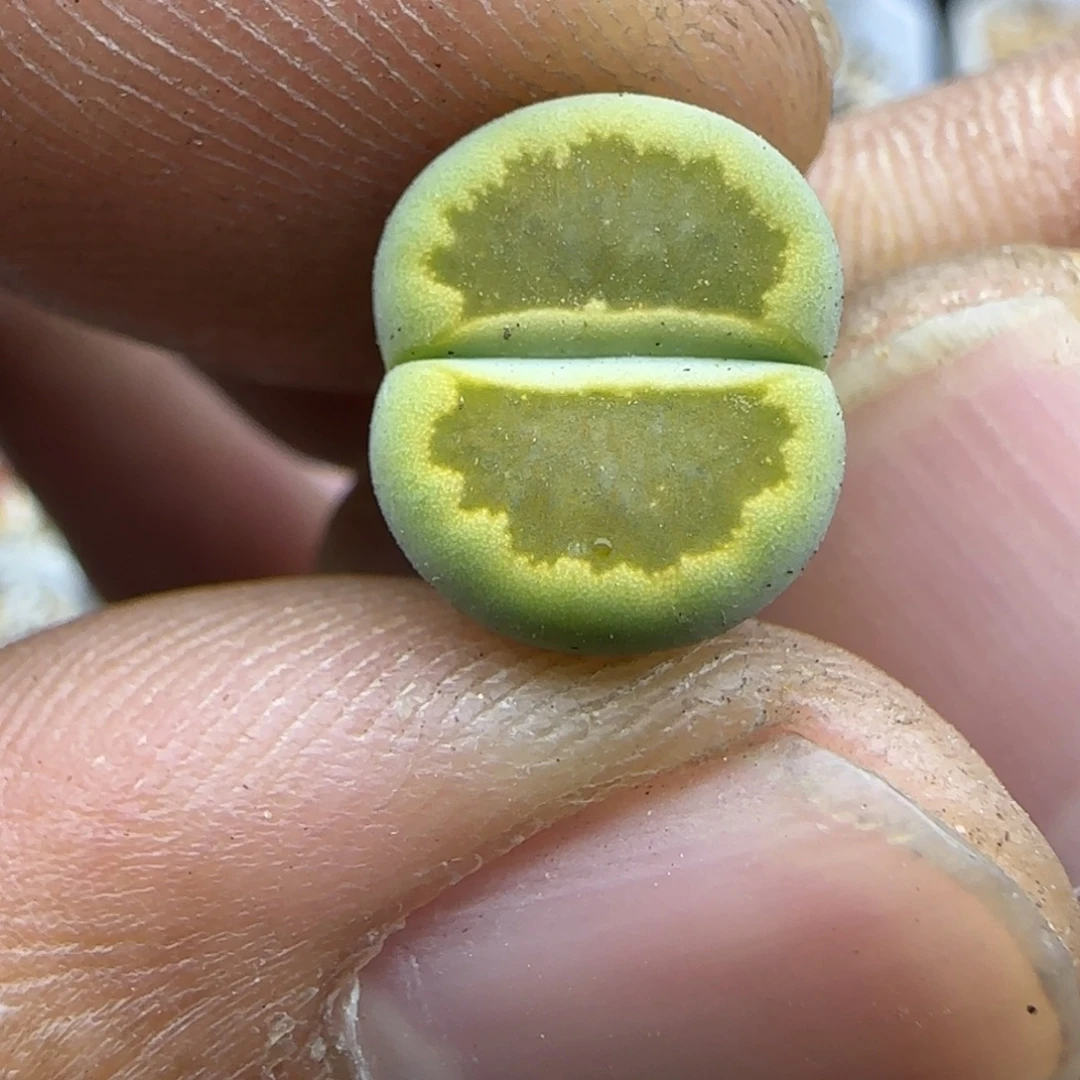 509 生石花大棚直播