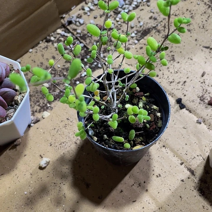 十生糖球带盆土发货